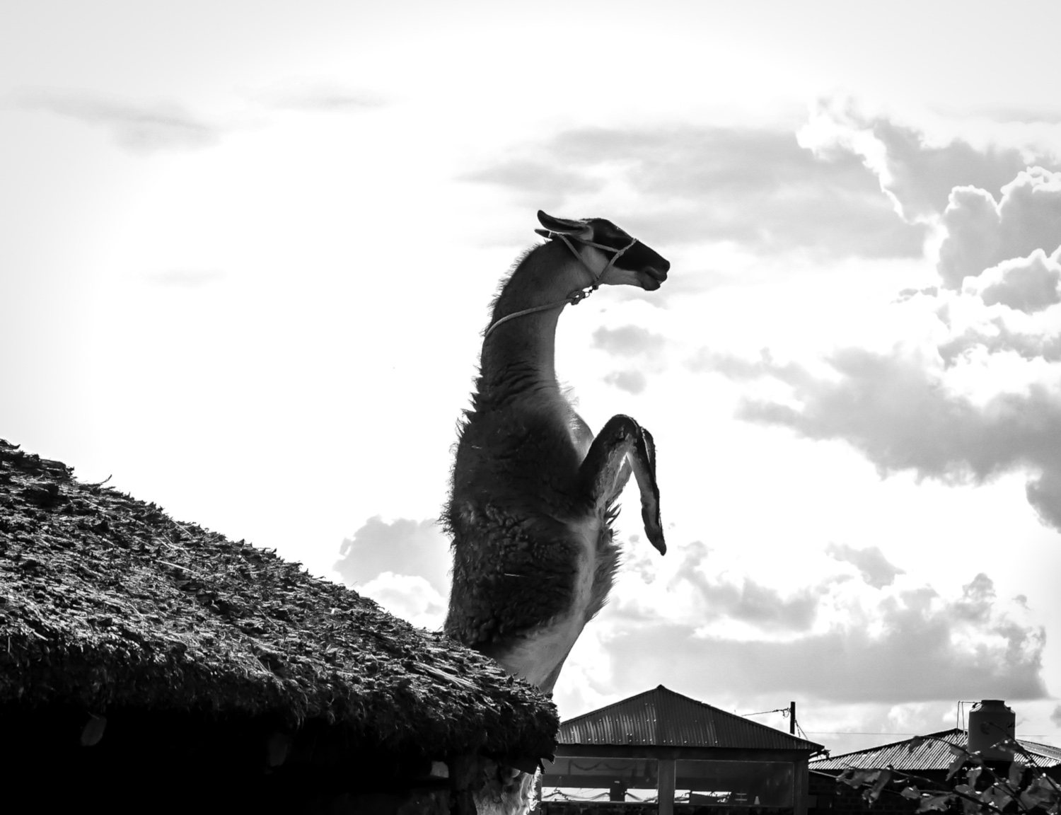 Everyday Surrealism — photograph 11